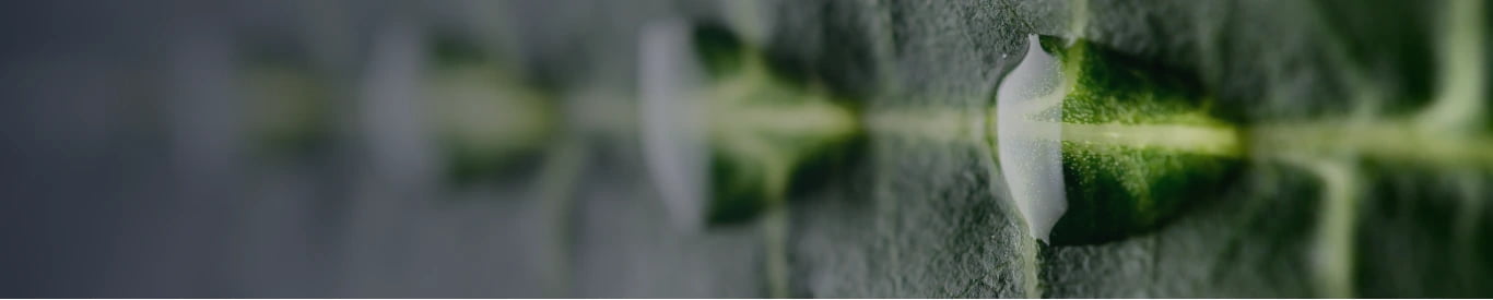 Top Banner